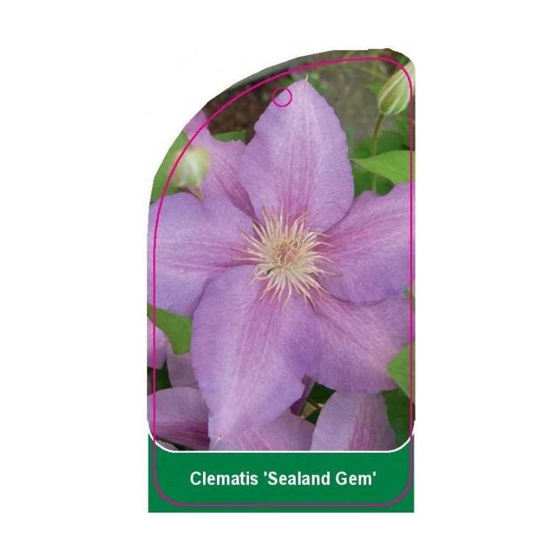 clematis-sealand-gem-0