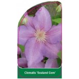 clematis-sealand-gem-0