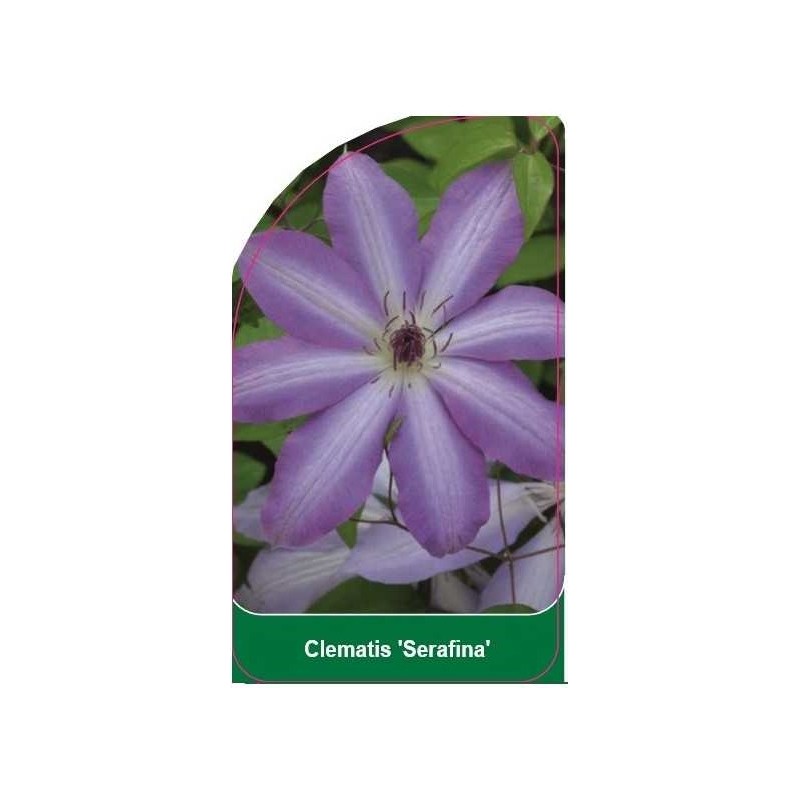 clematis-serafina-b0