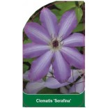 clematis-serafina-b0