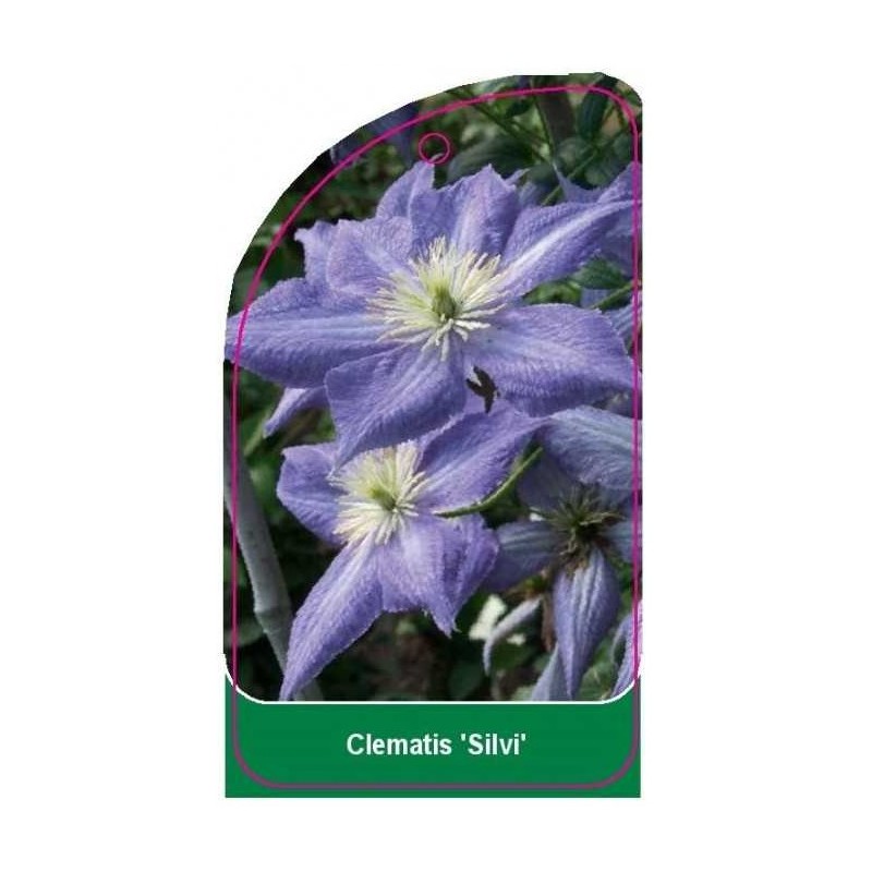 clematis-silvi-0