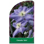 clematis-silvi-0