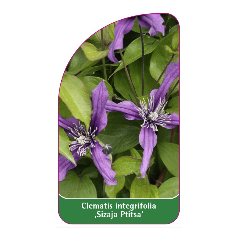 clematis-sizaja-ptitsa-0