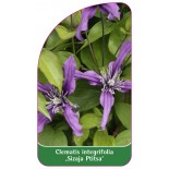 clematis-sizaja-ptitsa-0