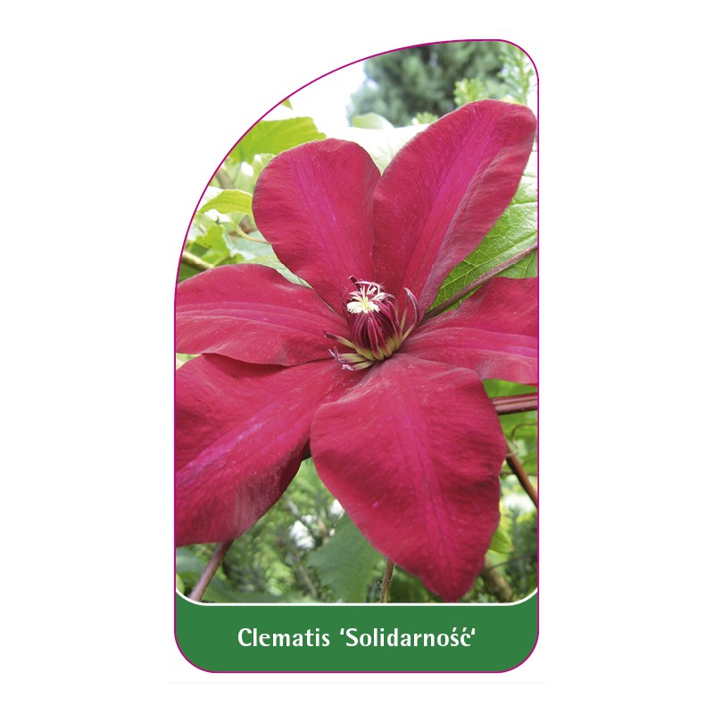 clematis-solidarnosc-a0