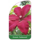 clematis-solidarnosc-a0