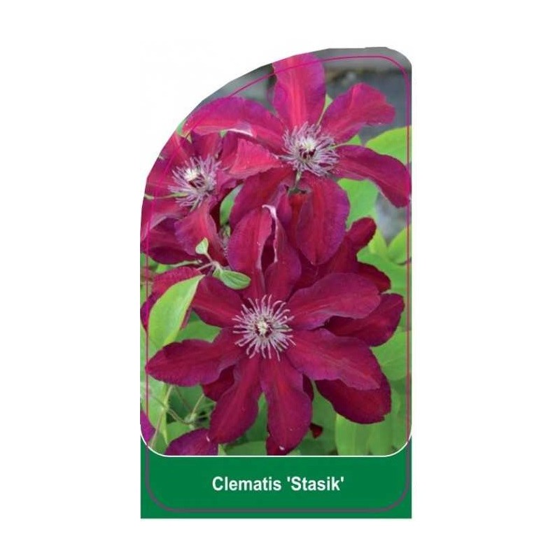 clematis-stasik-0