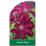 clematis-stasik-0