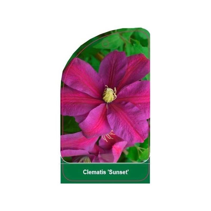 clematis-sunset-b0