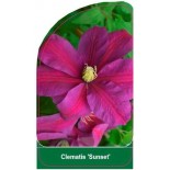 clematis-sunset-b0