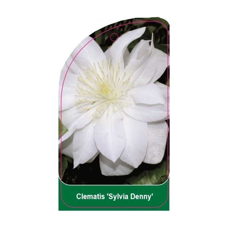 clematis-sylvia-denny-b0