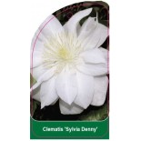 clematis-sylvia-denny-b0