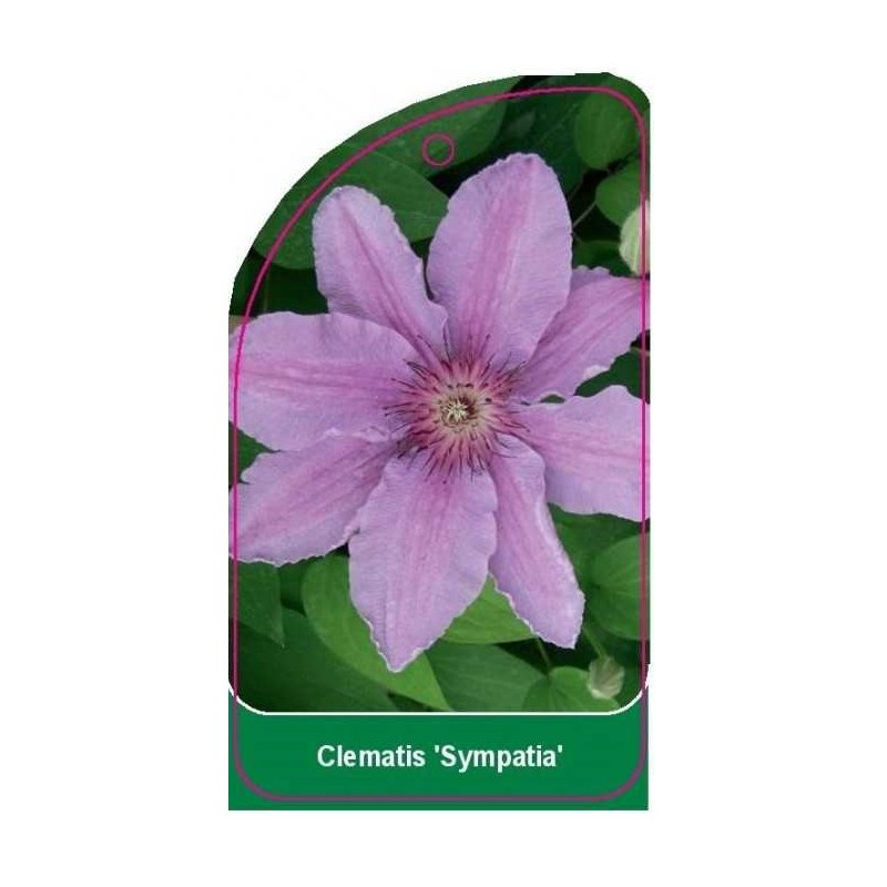 clematis-sympatia-a0