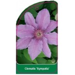 clematis-sympatia-a0