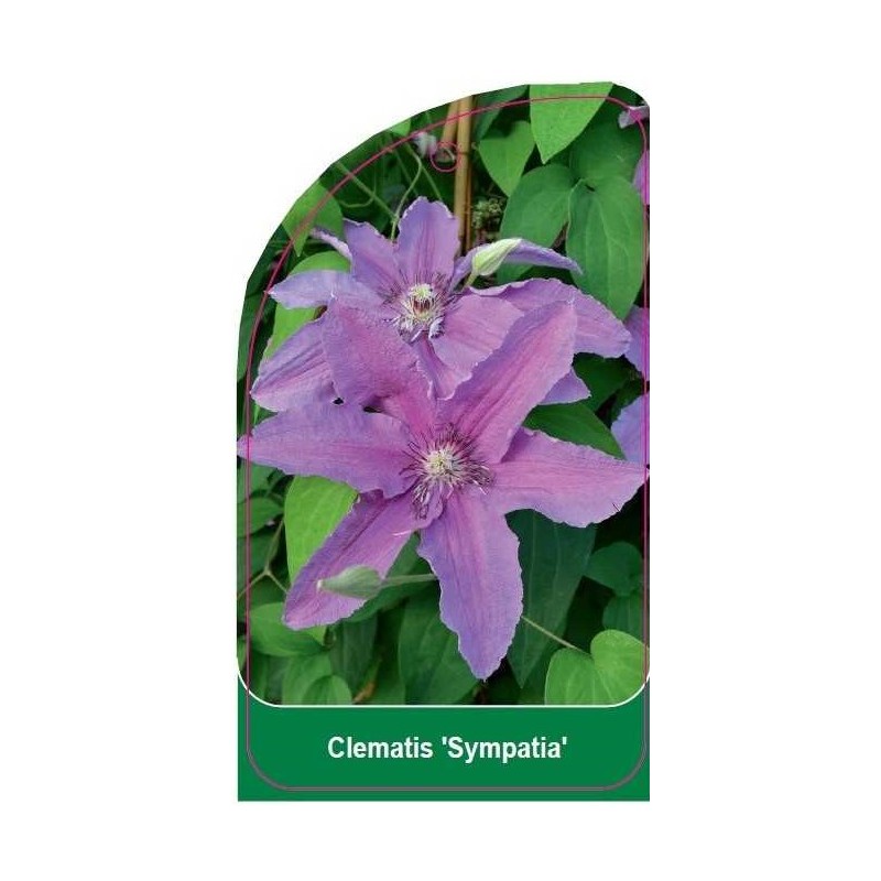 clematis-sympatia-b0