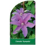 clematis-sympatia-b0