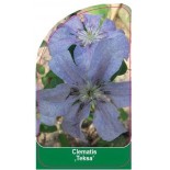 clematis-teksa-b0