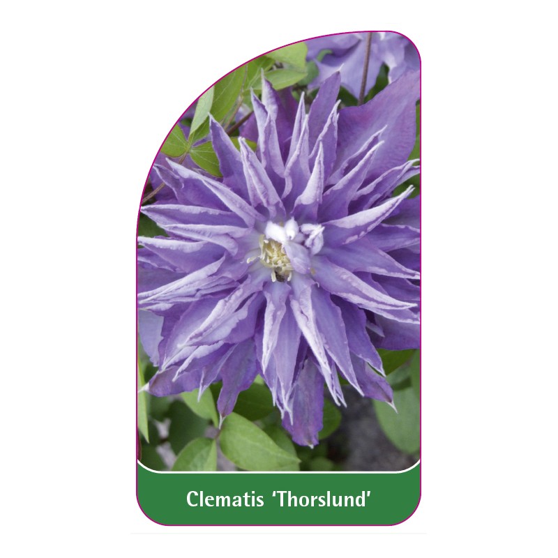 clematis-thorslund-0