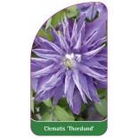 clematis-thorslund-0