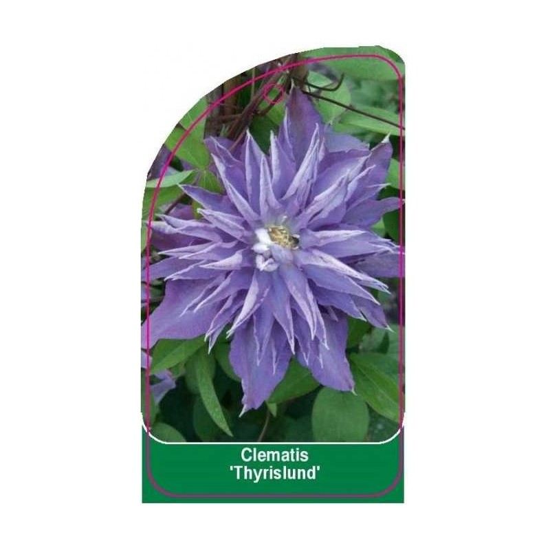 clematis-thyrislund-a0