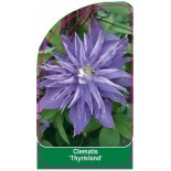 clematis-thyrislund-a0