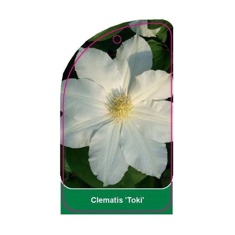 clematis-toki-0