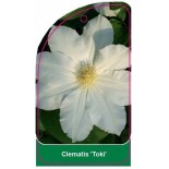 clematis-toki-0