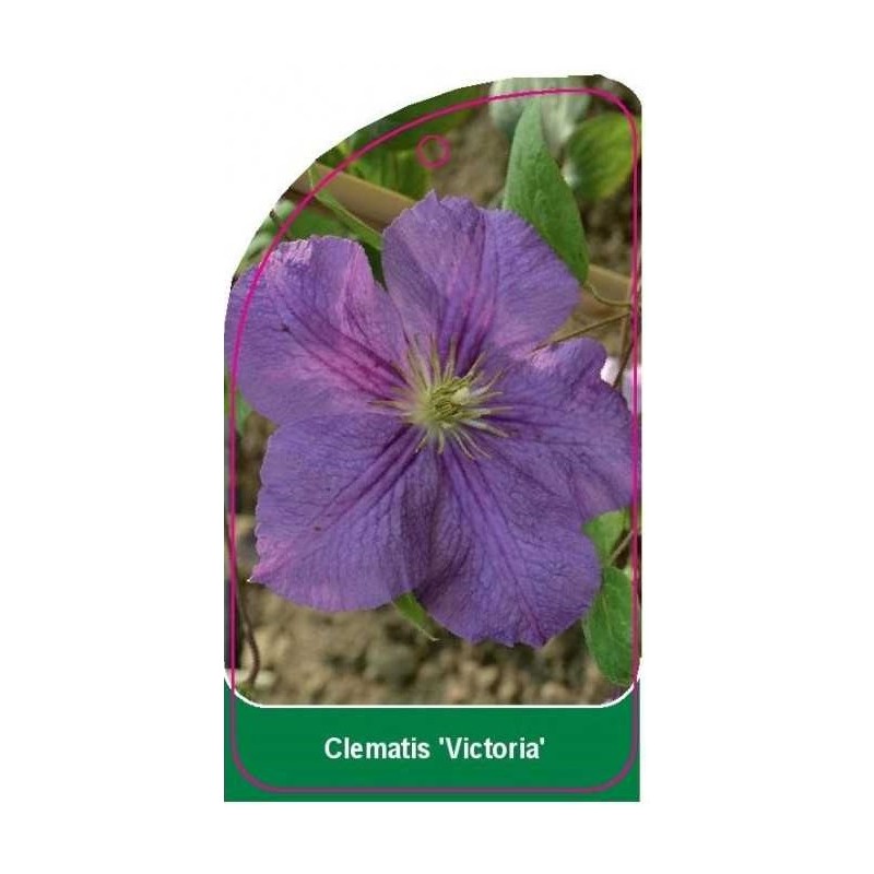 clematis-victoria-0