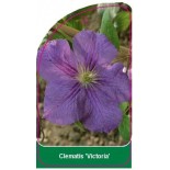 clematis-victoria-0