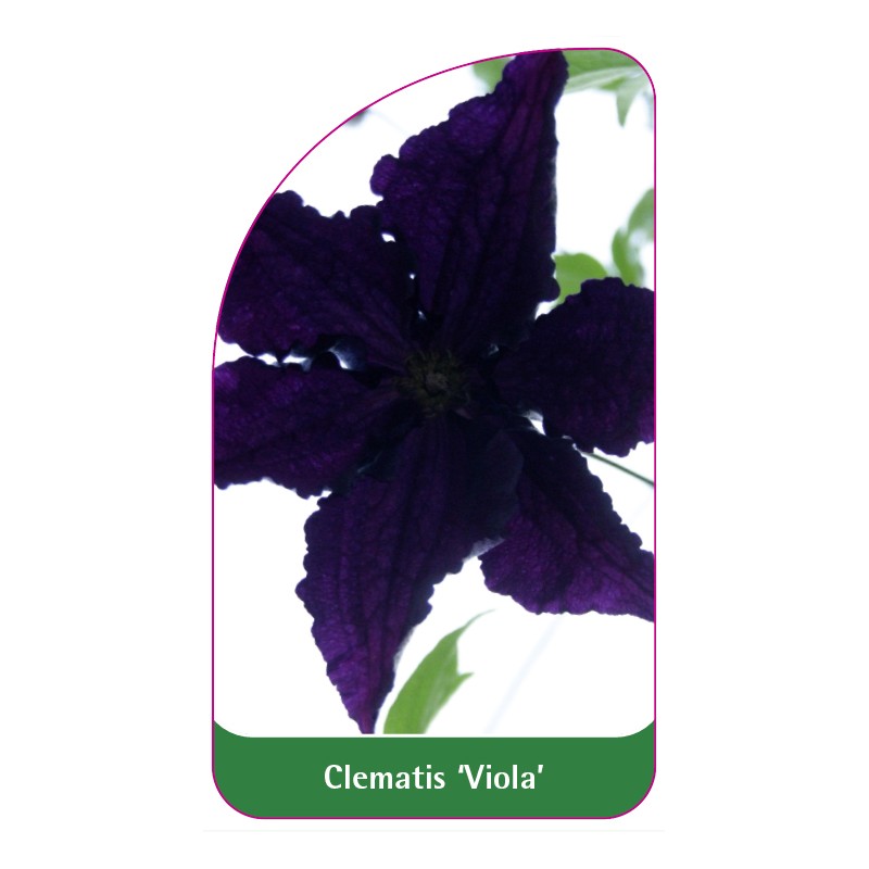 clematis-viola-a0