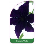 clematis-viola-a0