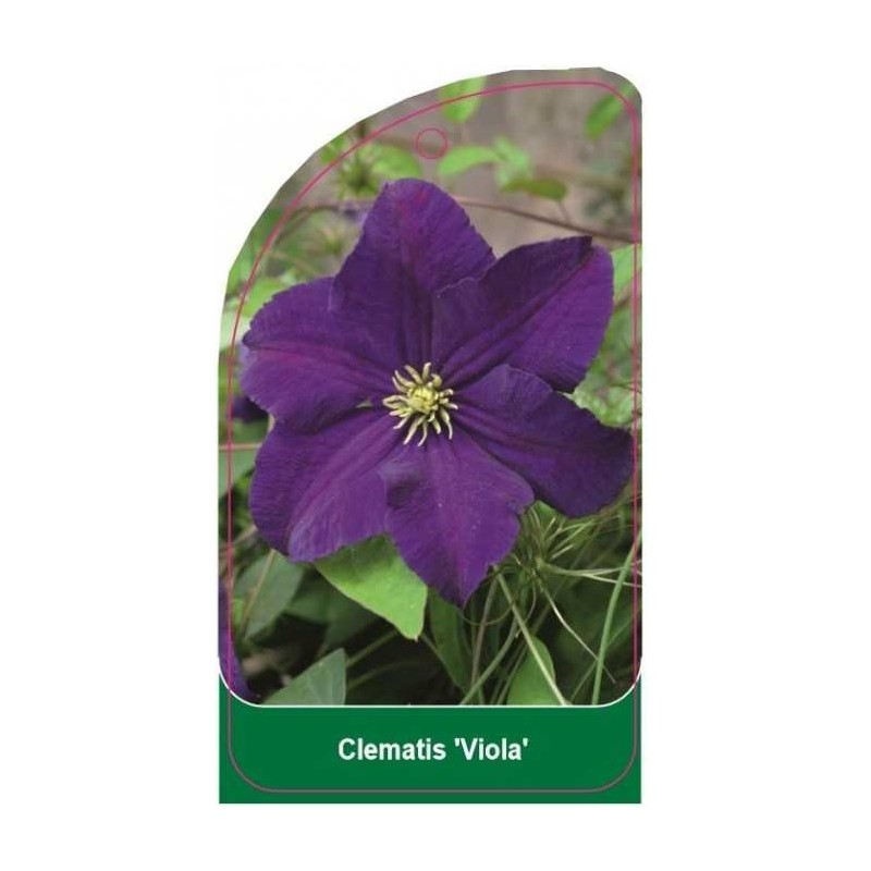 clematis-viola-b0