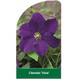 clematis-viola-b0