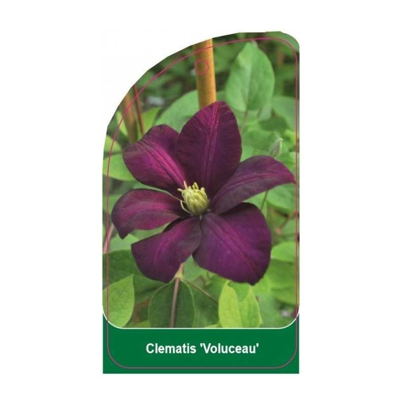 clematis-voluceau-0