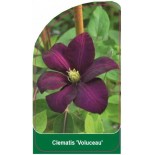 clematis-voluceau-0