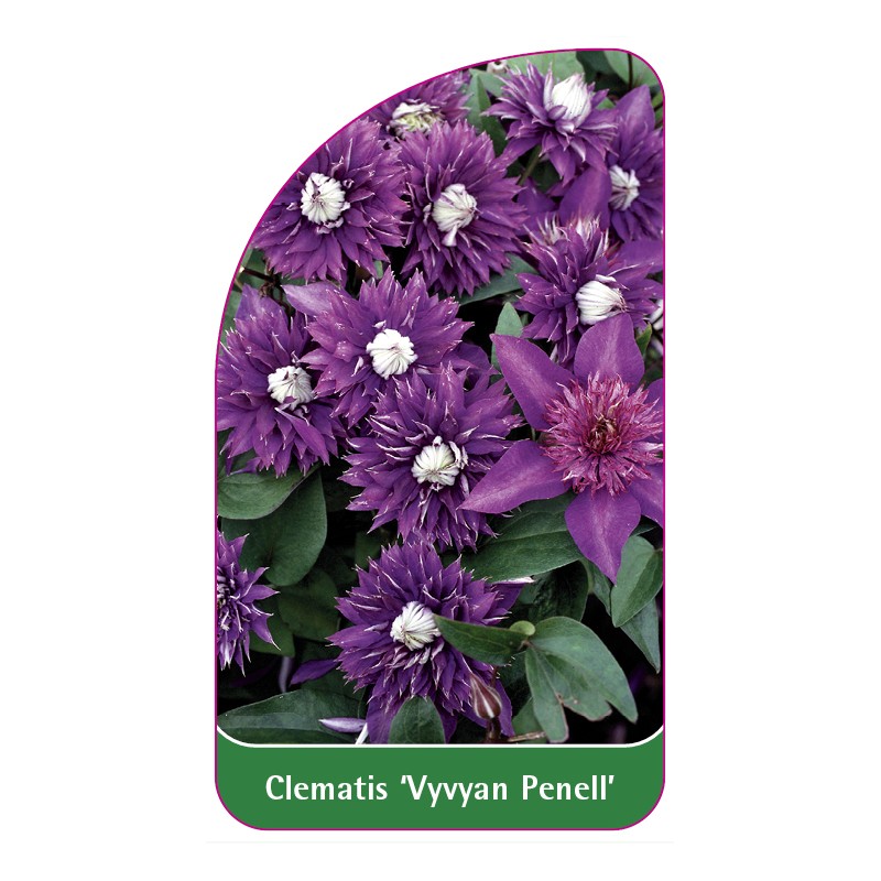 clematis-vyvyan-pennell-a0