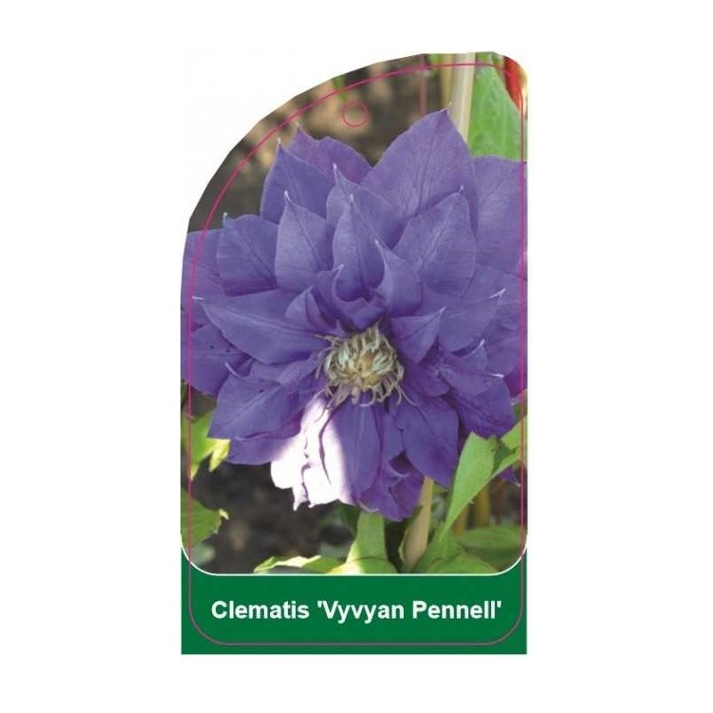 clematis-vyvyan-pennell-b0