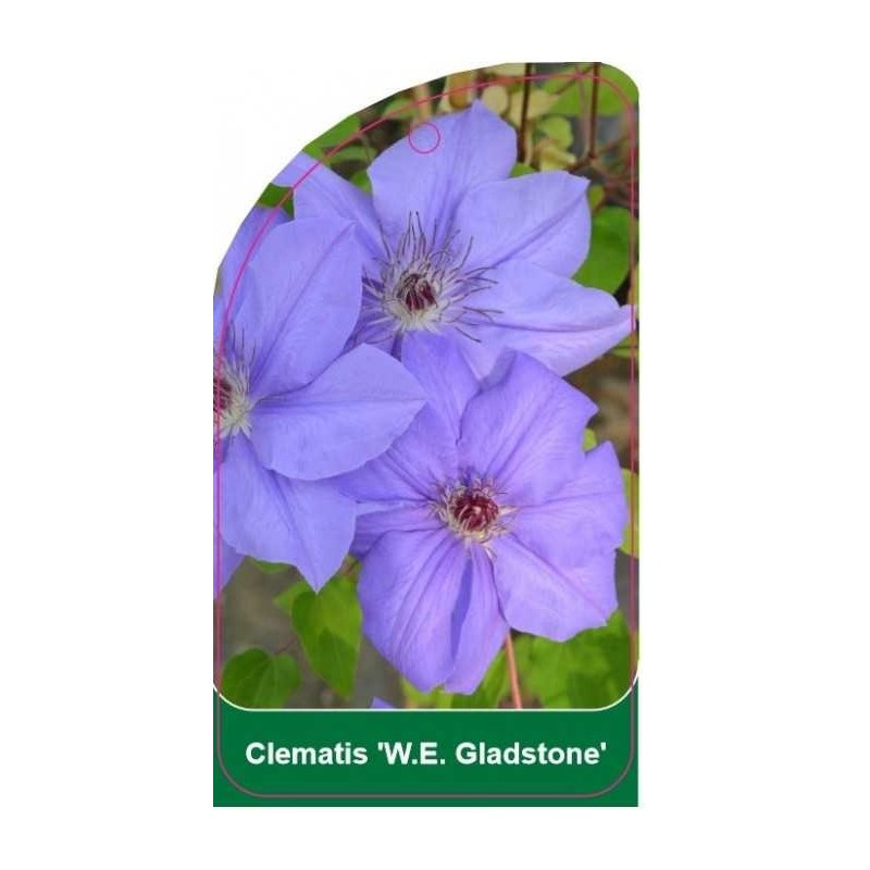 clematis-we-gladstone-b0