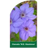 clematis-we-gladstone-b0