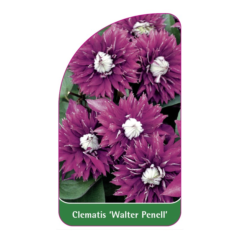 clematis-walter-pennell-0