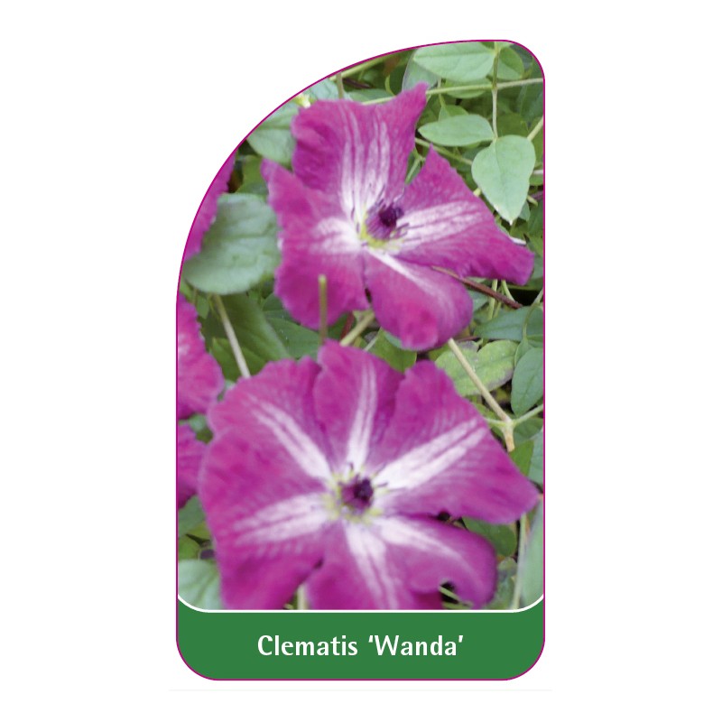 clematis-wanda-0