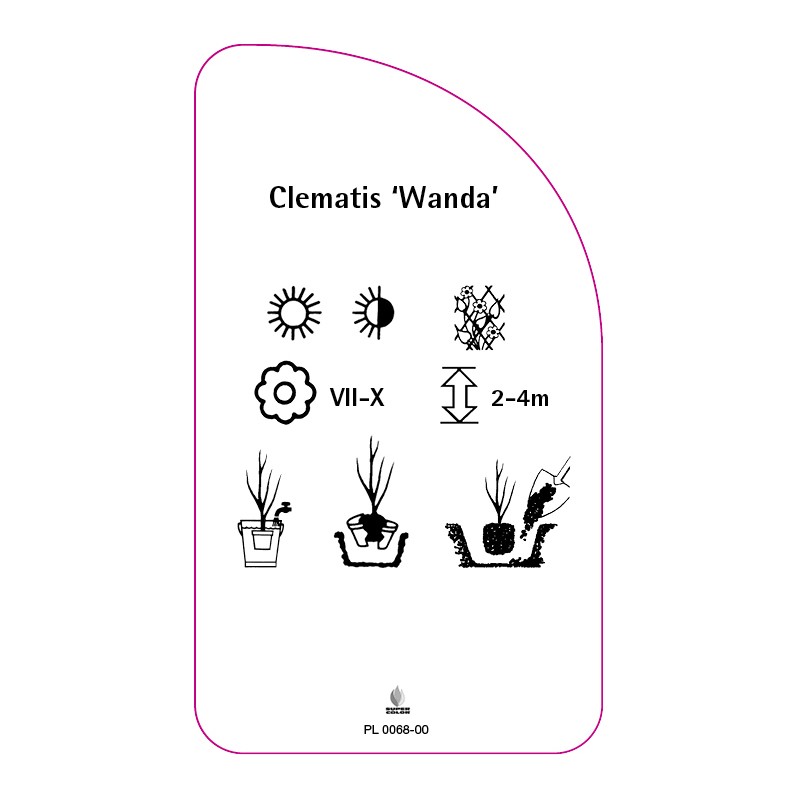 clematis-wanda-1