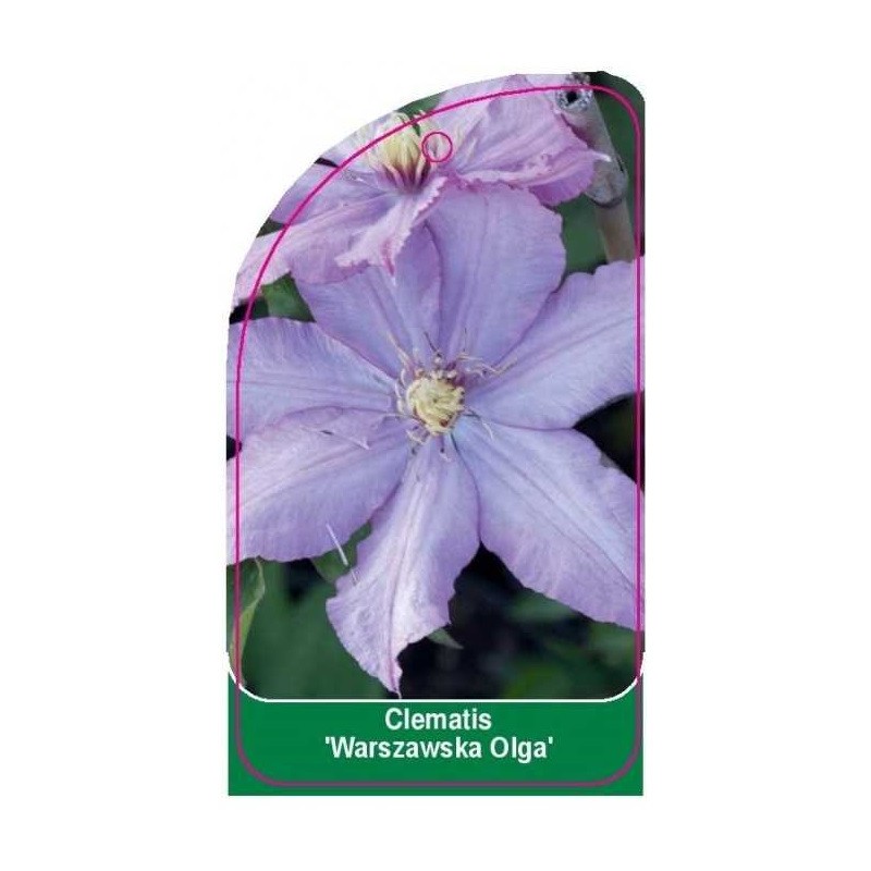 clematis-warszawska-olga-0