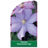 clematis-warszawska-olga-0