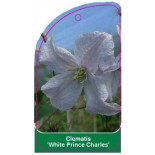 clematis-white-prince-charles-a0