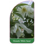 clematis-white-swan-0