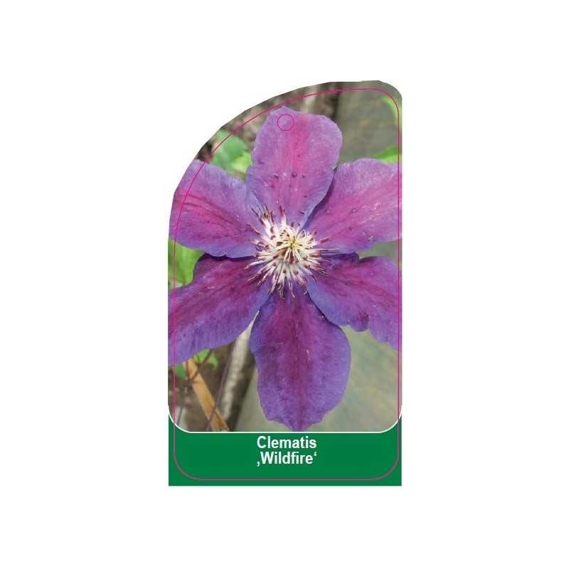 clematis-wildfire-c0