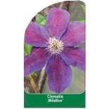 clematis-wildfire-c0