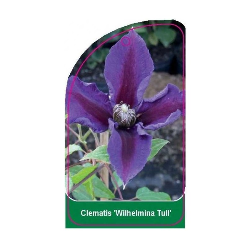 clematis-wilhelmina-tull-a0