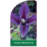 clematis-wilhelmina-tull-a0